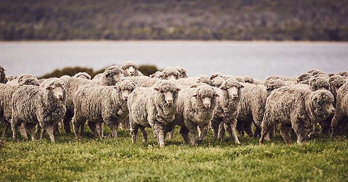 merino wool